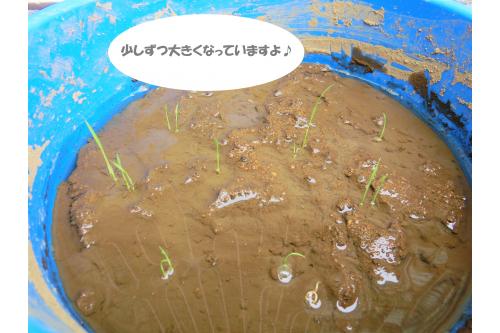 <span style='color:#ff7f00;'>屋根のない、日当たりの良い場所</span>に置いて<br>水を<span style='color:#3399ff;'>２ｃｍ</span>ほど溜めて育てます<span style='color:#ff2d96;'>(*^^*)</span><br><br>日差しをいっぱい浴びて<br>すくすくと成長していますよ<span style='color:#ff0000;'>♥</span><br><br>次回のブログもお楽しみに<span style='color:#8eff1e;'>♪</span>