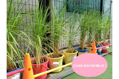 <span style='color:#ff51a8;'>８月の中旬頃</span>からは<span style='color:#2d96ff;'>穂が出始めました</span><span style='color:#ff3333;'>！</span><br><br>これからは栄養が穂にどんどん送られ、<br>次第に<span style='color:#ff9933;'>葉が枯れていく</span>ようです。<br>