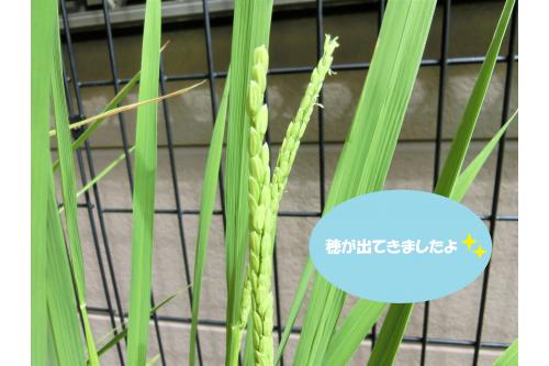 今回は食育活動として、子どもたちみんなで<br><span style='color:#9933ff;'>稲の観察</span>をしてみました<span style='color:#9eff3d;'>(*^^*)</span>