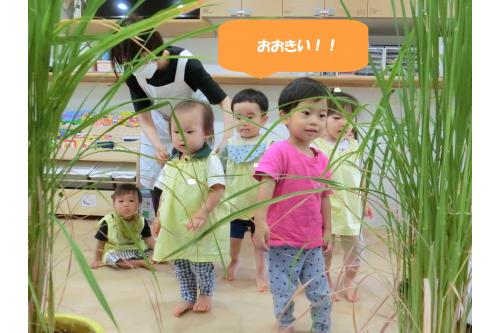 葉っぱを触ってみると、<br><span style='color:#8cff19;'>「かたい！」</span><br><span style='color:#ff33ff;'>「おおきい～」</span>と言っていた子どもたち！<br><br>興味津々で覗いてみたり、触っていました<span style='color:#ff962d;'>(*^^*)</span>