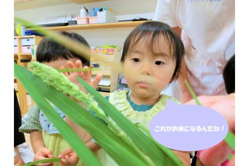 もう少しで<span style='color:#33ff33;'>稲刈り</span>です<span style='color:#3d9eff;'>！</span><br><br>どのようにして食べ物はできているのか<br>子どもたちに感じてもらえると嬉しいです<span style='color:#ff38ff;'>(*^^*)</span><br><br>次回のブログもお楽しみに<span style='color:#2dffff;'>★</span>