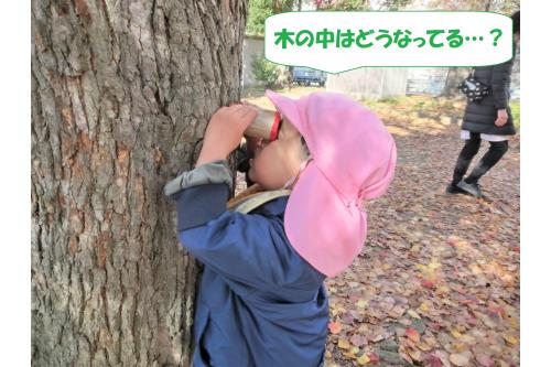 こんなに近くで観察する子も…!<br><br>木の皮の形から<br><span style='color:#ff007f;'>「ここにふくろうがいるよ」</span>と教えてくれる姿も<span style='color:#ffff00;'>★</span><br>色んなものに見える想像力に驚かされる日々です<span style='color:#00ff00;'>♪</span>