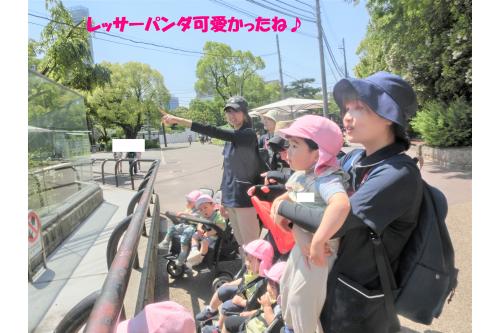 <span style='color:#ff8e1e;'>お弁当</span>を食べる場所に<br>向かっている途中に<br><span style='color:#ff2323;'>【レッサーパンダ】</span>が！<br><br>一緒に<span style='color:#9123ff;'>寝ていたり</span>、<br><span style='color:#28ff28;'>木に登って</span>いたりと<br>様々な姿に目を奪われていました<span style='color:#ffff33;'>(*^^*)</span>