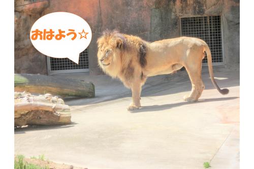 眠っていることが多い<span style='color:#8e1eff;'>【ライオン】</span>ですが、<br><span style='color:#1e1eff;'>朝1番</span>ということもあり、<br>元気に動き回る姿が見られました<span style='color:#23ffff;'>！</span><br><br>ライオンを見ると、<br><span style='color:#28ff28;'>「がおー！」</span>とライオンに向かって<br>していましたよ<span style='color:#ffff23;'>♪</span>