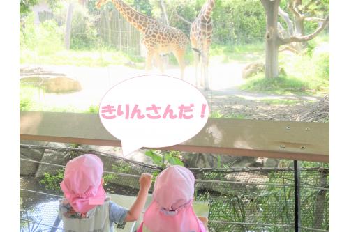 次に見たのは<span style='color:#ffff23;'>【きりん】</span>です！<br><br>移動中に<span style='color:#ff1e1e;'>ちらりと</span>見えたときに<br><br><span style='color:#9123ff;'>「きりんだー！」</span>と、<br>口々に言っていましたよ<span style='color:#2391ff;'>(*^^*)</span>