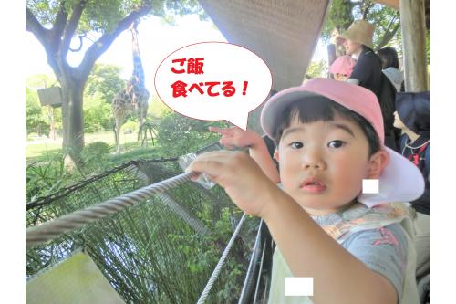 きりんは<span style='color:#28ff93;'>朝ご飯</span>を食べていました。<br><br><span style='color:#ff8c19;'>「美味しいのかな？」</span>と<br><span style='color:#ff1e1e;'>不思議</span>そうなお顔で<br>観察していましたよ<span style='color:#ff1eff;'>(*^^*)</span>