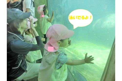 同じ水槽の中にいる<span style='color:#23ffff;'>魚</span>にも<br><span style='color:#ffff28;'>興味津々！</span><br><br><span style='color:#ff8c19;'>かば</span>がこちらに向かって<br><span style='color:#ff1e1e;'>泳いで</span>きてくれて、<br>とても<span style='color:#ff33ff;'>嬉しそう</span>に見ていました(*^^*)<br>