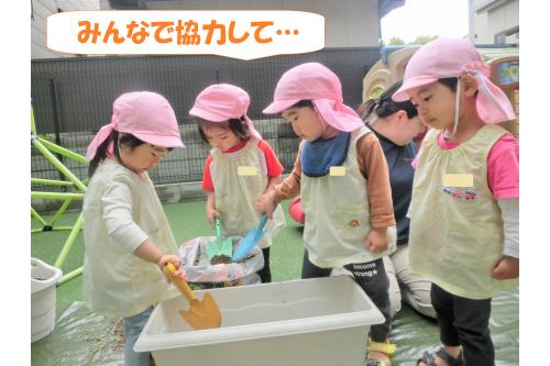 まずは<span style='color:#007fff;'>「お野菜のお家を作ってあげよう!」</span>と<br>プランターに土を入れるところからスタート!<br><br><span style='color:#00ff00;'>うさぎチーム(2歳児)</span>が<br>力を合わせて頑張ってくれました<span style='color:#ff00ff;'>♪</span>