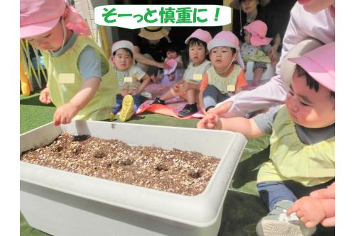 植え付けは<span style='color:#ff7f00;'>ひまわり</span>から!<br><br><br>種を一つずつ穴に入れて<br>優しく土をかぶせる作業。<br><br><br><span style='color:#ff007f;'>りすチーム(1歳児)</span>も<br>真剣な表情です<span style='color:#7fff00;'>(^-^)</span>