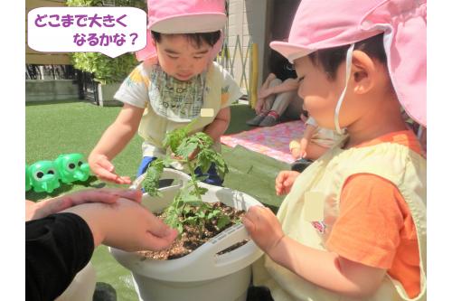 野菜は<span style='color:#ff0000;'>ミニトマト</span>と<span style='color:#00ff00;'>オクラ</span>の<br>苗を植えました。<br><br><br><span style='color:#007fff;'>「どこにトマトある?」</span><br><span style='color:#7f00ff;'>「大きくなるかな~」</span>と<br>お話しながら植え付けてくれましたよ<span style='color:#ffff00;'>★</span>