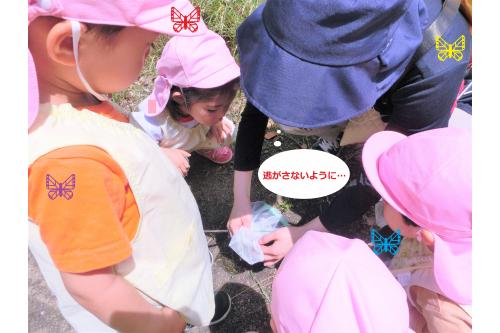 捕まえた蝶々は逃さないように<br>そ~っと虫かごの中へ!<br><br>子どもたちの<span style='color:#ff7070;'>熱い視線</span>を独り占め<br>しました(^^♪<span style='color:#ffbc7a;'>(笑)</span>