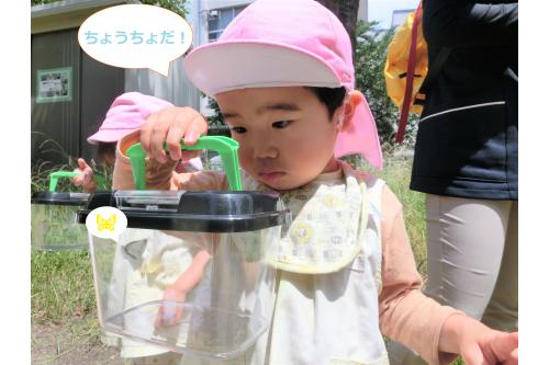 虫かごを順番に持ってじっくり観察し、<br>新しい蝶々を探しに再び公園内を<br>散策しました<span style='color:#ff75ba;'>(^^)</span><br><br>蝶々は全部で<span style='color:#af60ff;'>3匹</span>捕まえることができ、<br>「こんどは○○ちゃん(くん)、<br>じぶんでつかまえる~♪」と<br>次の<span style='color:#a0ff42;'>虫取り</span>を楽しみにしています。<br><br>また蝶々以外の虫も探してみたいと思います<span style='color:#ff962d;'>(^^)/</span><br>次回のブログもお楽しみに<span style='color:#ff7abc;'>♪</span>