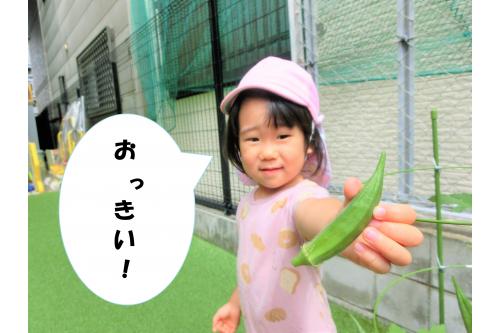 まずは<span style='color:#00ff00;'>「おくら」</span>です！<br><br>最初は生長が遅く、「できるのかな？」<br>と心配していましたが、<br>子どもたちが<span style='color:#ba75ff;'>毎日</span><span style='color:#7575ff;'>水やり</span>をしてくれたので<br>こんなに<span style='color:#ff7f00;'>大きな</span><span style='color:#00ff00;'>オクラ</span>が収穫できました<span style='color:#ff0000;'>！</span>