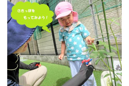 収穫するのが<span style='color:#ff7abc;'>初めて</span>で「ここ？」と<br>先っぽを持っていた子どもたち(<span style='color:#ff00ff;'>*</span>^^<span style='color:#ff00ff;'>*</span>)<br><br>先生がハサミで<span style='color:#ff8914;'>ちょきん！</span>と<br>切る様子を<span style='color:#007fff;'>ジーっと</span>見ていました☆<br>