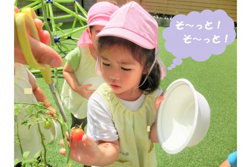 次は<span style='color:#ff0000;'>「トマト」</span>です<span style='color:#ff7f00;'>！！</span><br><br><span style='color:#0000ff;'>ポロリ</span>と取れないように<br>そ～っと、そ～っと<span style='color:#ff0000;'>トマト</span>を持ち、<br>またまた先生が切るのを<br><span style='color:#ff7f00;'>ジーっと</span>見ていました(^_^)<br>