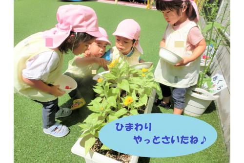 忘れてはいけないのが<span style='color:#ff7f00;'>「ひまわり」</span>です<span style='color:#ff0000;'>！</span><br><br><span style='color:#808080;'>種</span>から植えて、<br><span style='color:#00ff00;'>葉っぱ</span>ができるまでは早かったのですが<br>なかなか<span style='color:#ffa347;'>つぼみ</span>ができず…。<br><br>それでも諦めずに毎日お水をあげると<br>やっと、<span style='color:#ff007f;'>お花</span>が咲きました<span style='color:#ff7f00;'>(^_^)</span><br>「ひまわりさいてるー！」と子どもたちも<br><span style='color:#ff7575;'>大はしゃぎ</span>でした<span style='color:#ff00ff;'>♪</span><br><br>夏は<span style='color:#ff7f00;'>まだまだ</span>始まったばかりですが<br>子どもたちの<span style='color:#0000ff;'>成長</span>をたくさん見ることができ、<br>一緒にいろいろな経験ができて嬉しいです<span style='color:#ff0000;'>！</span><br><br><span style='color:#ff00ff;'>ブログ</span>を通して園でしか見れない<br>子どもたちの様子を<br>引き続き紹介していきますね<span style='color:#00ff7f;'>(^_^)</span><br><br>次回のブログもお楽しみに<span style='color:#ffff00;'>★</span>