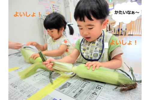 絵本を見た後は<span style='color:#00ff00;'>皮むき</span>に挑戦<span style='color:#ff007f;'>！！</span><br>「一枚ずつ<span style='color:#ffba75;'>お洋服（皮）</span>を脱がせてあげてね」<br>と先生が伝えると<br><br>「かたいよー」「とうもろこしどこ？」と<br>一生懸命一枚ずつ<span style='color:#3838ff;'>皮</span>をむいていました(^^<span style='color:#ff00ff;'>♪</span>
