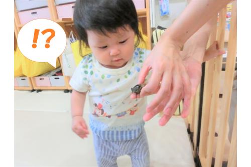 園庭に遊びに来ていた<br><span style='color:#ff007f;'>せみ</span>を捕まえて保育室に<br>連れて行ってみました！<br><br>ひよこチーム（0歳児）は<br><span style='color:#ff7f00;'>「なんだ！？」</span>と少し驚いた様子。<br>