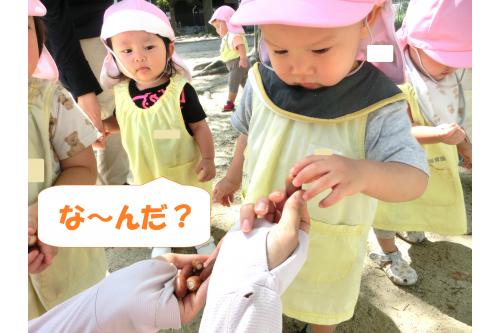 公園内には<br>たくさんの<span style='color:#00ff00;'>どんぐり</span>が！<br><br><br><span style='color:#ff7f00;'>ひよこチーム（０歳児）</span>は<br><span style='color:#0000ff;'>「なにこれ！？」</span>と<br>少し驚いた様子でしたが<br>ちょんちょんと<br>触っていましたよ<span style='color:#7f00ff;'>♪</span>