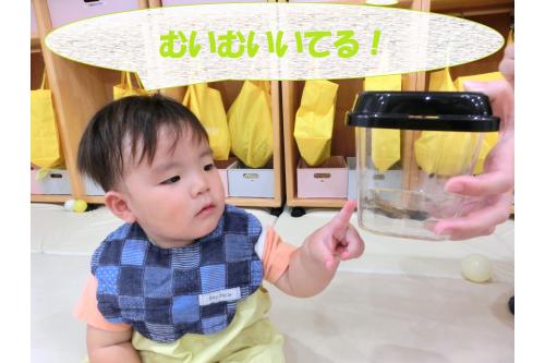 <span style='color:#75ff75;'>「むいむい！」</span><br>と、虫がいるということを<br>指差しと言葉で教えてくれました<span style='color:#ff75ff;'>(*^^*)</span><br><br>虫かごをつんつん触ったり<br><span style='color:#75baff;'>じーっと真剣な表情</span>で見つめていましたよ<span style='color:#ffba75;'>(^^♪</span><br>虫にも興味を持ってくれたようです！<br>