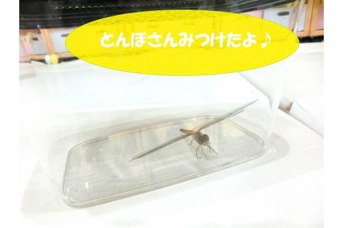 園庭に大きな<span style='color:#ff7575;'>とんぼ</span>がやってきました！<br><br>虫かごに入れて子どもたちと一緒に<br><span style='color:#ff7575;'>とんぼ</span>を観察しました<span style='color:#75ff75;'>♪</span><br>子どもたちは<br>どんな反応を見せてくれるでしょうか<span style='color:#ff75ba;'>(^^)？</span>