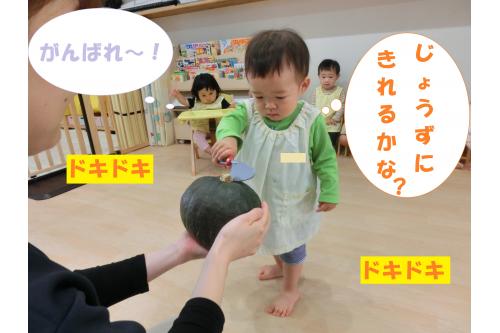 <span style='color:#ff7f00;'>かぼちゃ</span>の中はどうなっているのかな…<span style='color:#7aff7a;'>？</span><br>先生だけの力では切れなかったので<br>子どもたちにも<span style='color:#7abcff;'>トントン</span>と<br><span style='color:#7affff;'>おままごとの包丁</span>で<span style='color:#bc7aff;'>お手伝い</span>してもらいました(<span style='color:#ff007f;'>*</span>^^<span style='color:#ff007f;'>*</span>)<br>