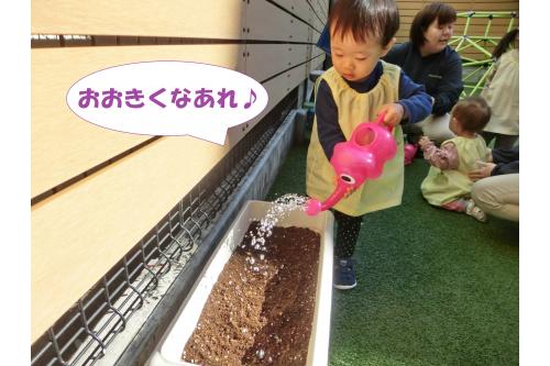 仕上げにみんなで<br>お水をあげました<span style='color:#0000ff;'>(^-^)</span><br><span style='color:#ff7f00;'>おおきくなあれ</span>と言いながら<br>たくさん水やりをしてくれましたよ!<br>