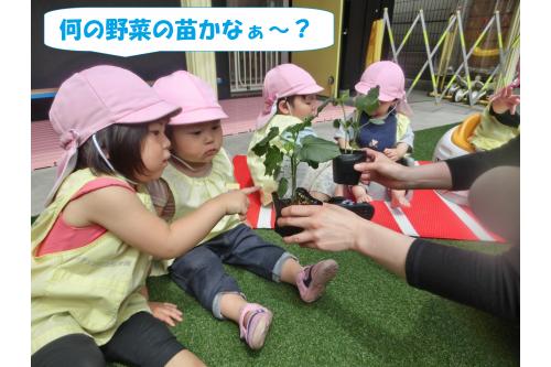 まずは<span style='color:#00ff00;'>苗の観察。</span><br>オクラの苗を植えたのですが<br><span style='color:#007fff;'>「葉っぱチクってしたよ!」</span>など実際に触れた感想を<br>教えてくれました<span style='color:#ffff00;'>★</span>
