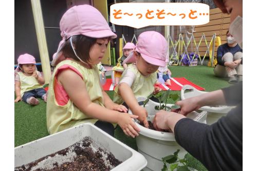 植木鉢に植えるときは<br><span style='color:#ff7f00;'>やさしくそ~っと植えようね</span>の<br>お話を聞いて優しく植えてくれました!<br>