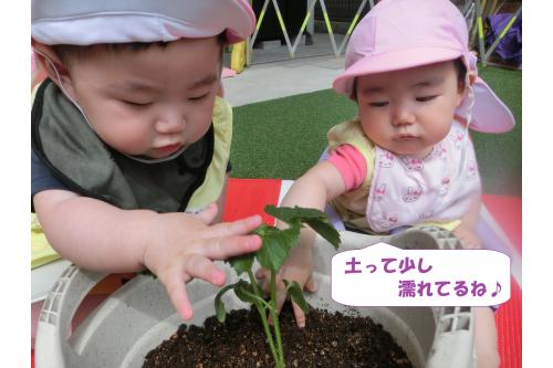 植えた苗を<span style='color:#ff00ff;'>ひよこチームさん</span>も見学!<br><br>土や苗を触って興味深々でした<span style='color:#00ffff;'>(^^♪</span>