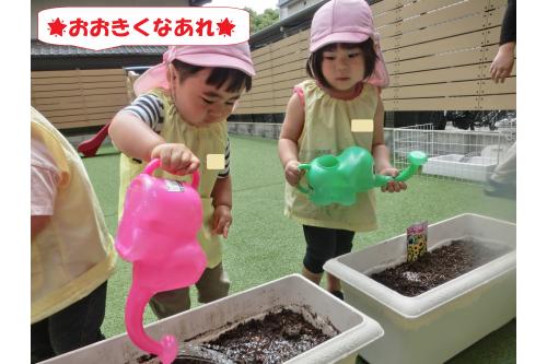 最後はみんなで<span style='color:#ff00ff;'>お水やり♪</span><br><span style='color:#ff7f00;'>おおきくなあれ</span>とたっぷりのお水を<br>あげました!<br><br><br>毎日交代での水やりも<br><span style='color:#007fff;'>「やるやる~!」</span>とやる気満々♪<br><br>成長が今から楽しみです!<br><br><br>また、次回のブログもお楽しみに<span style='color:#ffff00;'>★</span>
