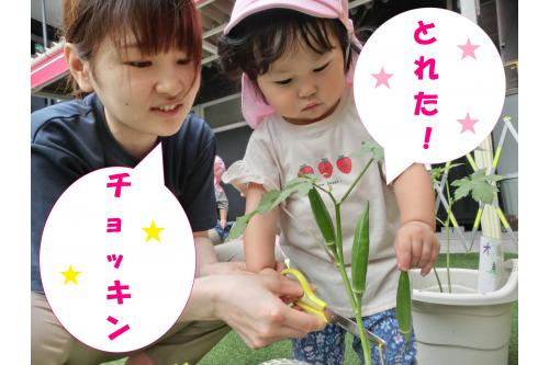 5月に苗を植えた<span style='color:#28ff28;'>オクラ</span>が<br>１か月半で<span style='color:#962dff;'>収穫</span>できる大きさに<span style='color:#ff2391;'>❤</span><br>お天気のいい日には、<br><span style='color:#96ff2d;'>１，２歳の子どもたち</span>が<span style='color:#ff9933;'>交代</span>で<br><span style='color:#2893ff;'>水やり</span>をしてくれていました♪<br><br>ハサミで根元から<span style='color:#962dff;'>チョッキン！</span><br><span style='color:#3333ff;'>真剣</span>な表情で<br><span style='color:#ff3333;'>収穫</span>していました(*'▽')<br>