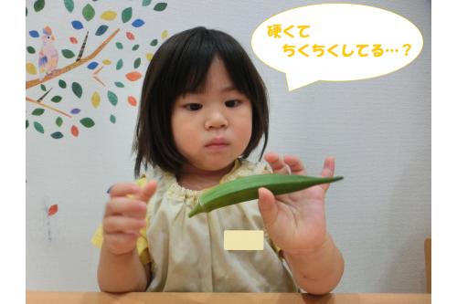 少し<span style='color:#ff007f;'>大きく育ち</span>、硬くて食べるのは適さないもので<br>スタンプをすることに。<br><br>改めてオクラを<span style='color:#ff7f00;'>よ~く観察</span><span style='color:#ffff00;'>★</span><br><span style='color:#7f00ff;'>「なんか硬いと思う!」</span><span style='color:#ff007f;'>「ちくちくが痛い!」</span><br>といつも食べているオクラと違う様子を<br><span style='color:#00ff00;'>じっくり観察</span>してくれました!<br><br><span style='color:#7f00ff;'>「ここ(ヘタ)の色が違う」</span><span style='color:#ff0000;'>「中になに入ってる?」</span>と<br><br>どんどん疑問も増えていき<br>みんなで切ってみることに!<br>