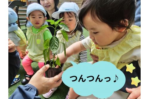 <span style='color:#99ff33;'>ピーマン</span>の苗に<br>すでに<span style='color:#ff2dff;'>小さな実</span>がついているのを発見!!<br><br>土に興味をもつ可愛い<span style='color:#ff9933;'>ひよこチーム(0歳児)</span>の姿も<span style='color:#ff2d2d;'>❤</span>