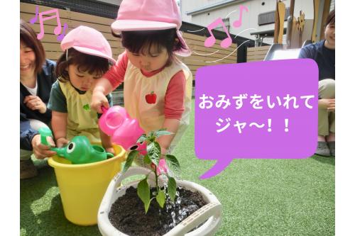 <span style='color:#96ff2d;'>ピーマン</span>の苗植えと水やりは<br><span style='color:#ff2dff;'>うさぎチーム(2歳児)</span>が中心に行いました。<br><br>苗を<span style='color:#ff9933;'>優しく</span>持って、<br>穴の中に置きます<span style='color:#ff2323;'>❤</span><br><br>苗に<span style='color:#ff9b38;'>土をかけて</span>植えるのも、<br>ジョウロに<span style='color:#3399ff;'>水を汲む</span>のも<br>とっても<span style='color:#ff2893;'>上手</span>でした!<br>