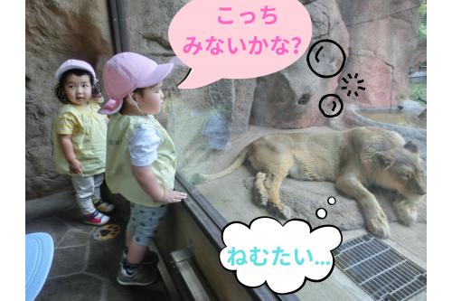 いろいろな<span style='color:#ff7abc;'>動物</span>の様子が見れて<br><span style='color:#ff7aff;'>子どもたち</span>も<span style='color:#7abcff;'>笑顔</span>が止まりませんでした<span style='color:#7aff7a;'>(笑)</span>