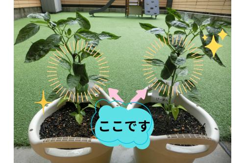 みんなで<span style='color:#7affff;'>水やり</span>をし<br>育てた<span style='color:#7aff7a;'>ピーマン</span><span style='color:#ff0000;'>!</span><br><br>大きな<span style='color:#ffa042;'>ピーマンが2つ</span>できたので<br><span style='color:#ff00ff;'>うさぎチームさん(2歳児)</span>に<span style='color:#bc7aff;'>収穫</span>をお願いしました<span style='color:#ffff00;'>☆</span>
