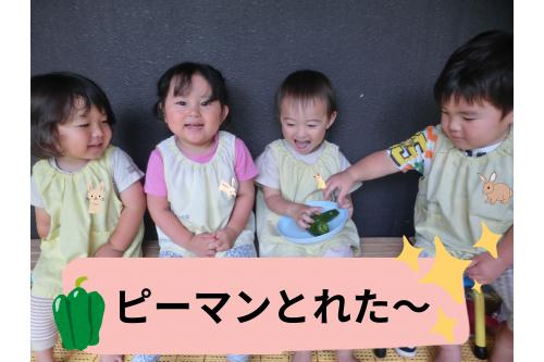 <span style='color:#ff7abc;'>ハサミ</span>を使って<span style='color:#7aff7a;'>へたの部分</span>を<span style='color:#bc7aff;'>チョッキン</span><span style='color:#ff0000;'>!</span><br>『ポトッ!』ととれた<span style='color:#7aff7a;'>ピーマン</span>をキャッチし、<br><br>「<span style='color:#ff7aff;'>どんな匂いがするかな?</span>」<br>「<span style='color:#ff7a7a;'>かたいね~</span>」と<span style='color:#7affff;'>興味津々</span>の様子が見られました<span style='color:#ff007f;'>♡</span>