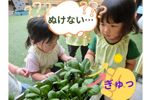 <span style='color:#28ff28;'>ピーマン</span>は<br><span style='color:#2d2dff;'>ハサミで切って収穫</span>しましたが…<br><br><br><span style='color:#962dff;'>小松菜は</span>根元をつかんで<br>引っこ抜きます<span style='color:#ff9933;'>( ｀ー´)ノ</span><br><br>しっかりと<span style='color:#ff2391;'>根が張っていたので</span><span style='color:#ff2d2d;'>  <br>  なかなか抜けない</span>様子も！<br>