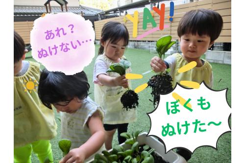 <span style='color:#28ff93;'>思いっきり</span>引っ張ると<br>抜けました<span style='color:#ff2d2d;'>♡</span><br><br>たくさん<span style='color:#2d2dff;'>土がついて</span><span style='color:#9933ff;'>  <br>  少し重たそうにする</span>姿が<br>ありました<span style='color:#ff2d96;'>(*^-^*)</span><br><br>葉っぱが<span style='color:#99ff33;'>やわらかくて</span><span style='color:#ff9933;'>おいしそうです！</span>