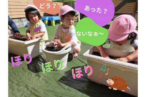 まずは、<span style='color:#ff2893;'>うさぎチーム（２歳児）</span>が<br><span style='color:#ff9933;'>土</span>を掘って探します。<br><br><br>表面を少し掘ってみますが<br>なかなか<span style='color:#9328ff;'>見当たらないご様子・・・</span>