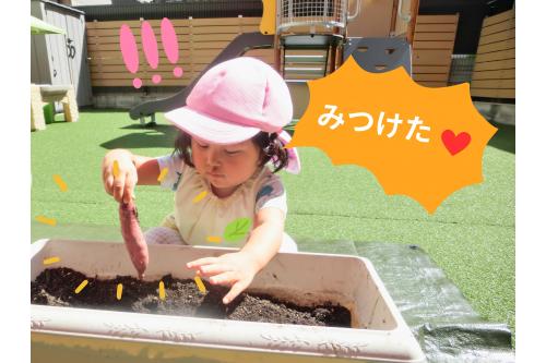 <span style='color:#962dff;'>さつまいも</span>が見えてくると、<br>掘るスピードが<span style='color:#ff28ff;'>アップ！</span><br><br>引き抜いてみると<br>「ながい、<span style='color:#ff2893;'>おいも！！</span>」( ﾟДﾟ)<br>